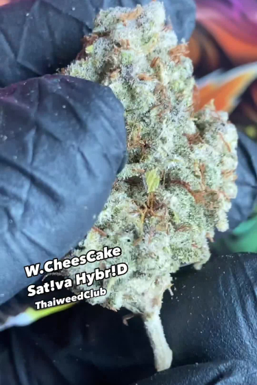 Wedding Cheesecake Auto - Frosty Returned Bud Held in Hand
