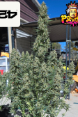 Instagram Pound Cake Auto™
