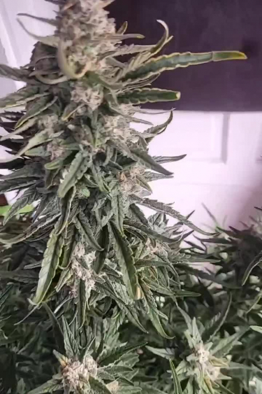 Rhino Ryder Auto - Frosty Main Cola with Long Narrow Leaves