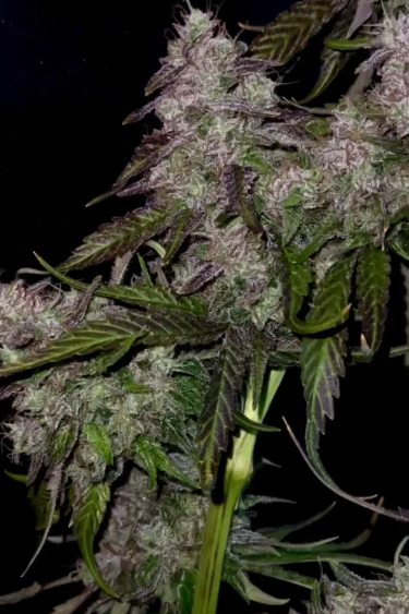 Rainbow Melon - Purple Buds on a Flowering Plant