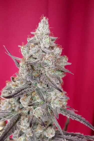Gorilla Cookies Auto - Frost Density and Calyx Structure