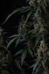 Instagram Banana Cherry Cookies Auto™