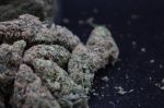 Instagram Pineapple OG Auto™