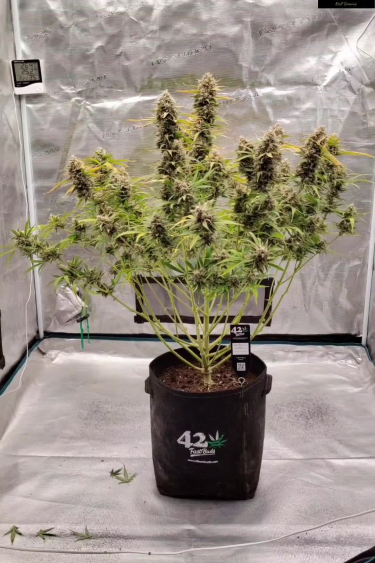 Kosher Cake Auto - Compact Flowering Plant in Fabric Pot