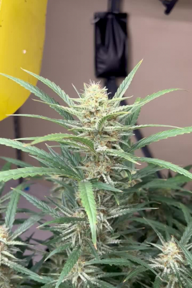Sour Diesel Auto - What Does It Look Like During Flowering?