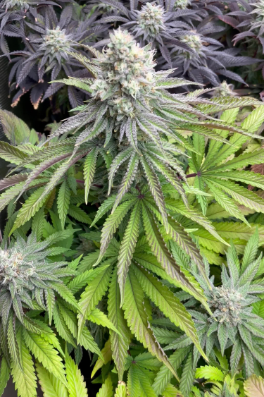 Papaya Sherbet - Frosty Purple Cola with Green Leaves