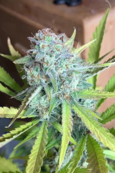 Gorilla Cookies Auto - Icy Main Bud with Heavy Ok Coverage