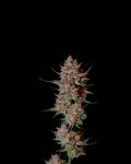 Instagram Guava Sundae Auto™