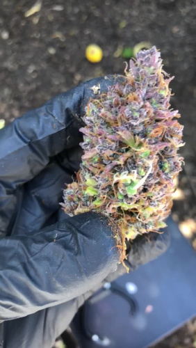 Jack Herer Auto - Dried Frosty Bud Held in Gloved Hand