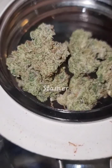 Strawberry Gorilla Auto - Curing Buds in a Glass Jar After Return