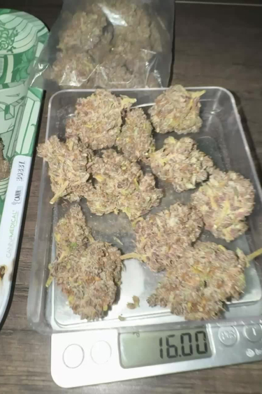 Banana Purple Punch Auto - Returned Buds and Frost Close-Up