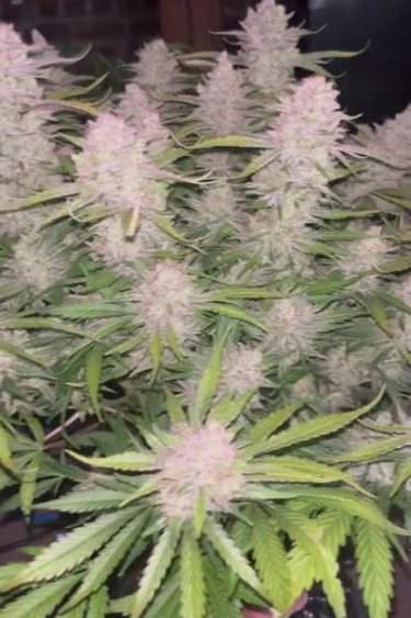 Ztrawberriez Auto - Pink Flowering Tops Across the Canopy