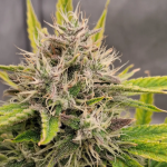 Instagram Mendo Frost Auto™