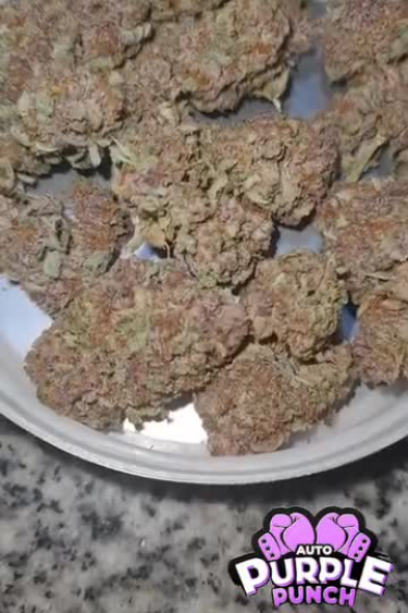 Purple Punch Auto - Dried Buds After Return