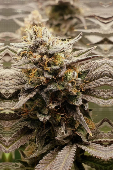 Gorilla Cookies FF - Main Cola with Orange Pistils Near Return