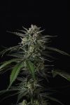 Instagram Banana Guava Auto™