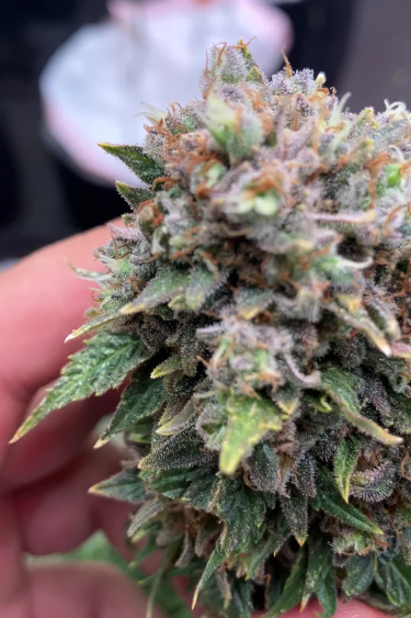 Lemon Mandarin - Colorful Mature Bud Close Up