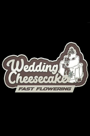 Wedding Cheesecake FF - Fast Flowering Seed Grow Overview