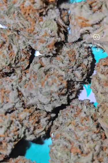 Pound Cake Auto - Dried Buds with Dense Frost Coverage