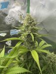 Instagram Pineapple OG Auto™