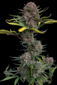 Instagram Gorilla Punch Auto