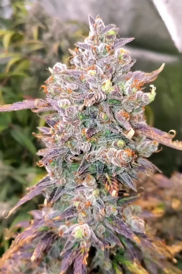 Orange Sherbet Auto -Purple and Orange Hues on Frosty Late Flower Buds