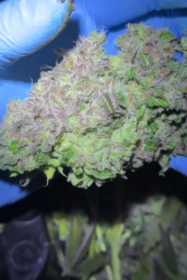Rainbow Melon - Large Frosty Cola Close-Up