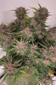 Instagram Banana Purple Punch Auto
