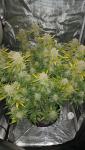 Instagram Lemon Cherry Sundae Auto™