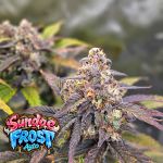 Instagram Sundae Frost Auto™