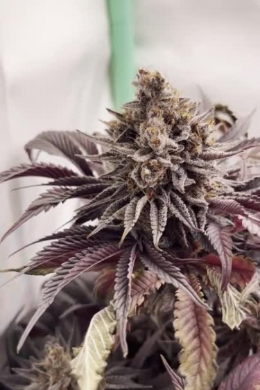 Purple Lemonade FF - Dark Purple Fan Leaves and Frosty Bud Close-Up