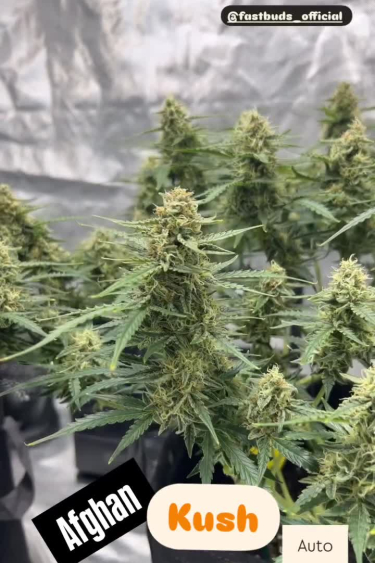 Afghan Kush Auto - Mature Colas Growing Outdoors