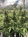 Instagram Pineapple OG Auto™