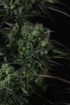 Instagram Banana Guava Auto™