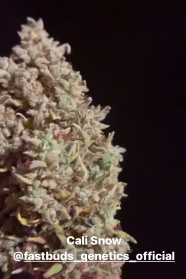 Californian Snow Auto - Snow-Like Frost on a Late Flower Cola