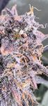 Instagram Mendo Guava Auto™