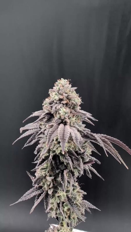 Garlic Mint Sherbet Pheno #5 - Frosty Purple Top Cola