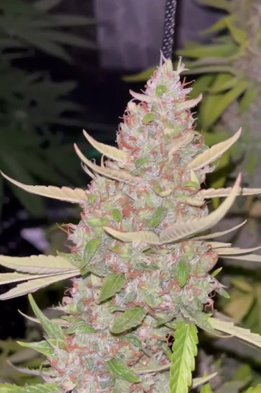 Strawberry Banana Auto - Frosty Pink Main Cola