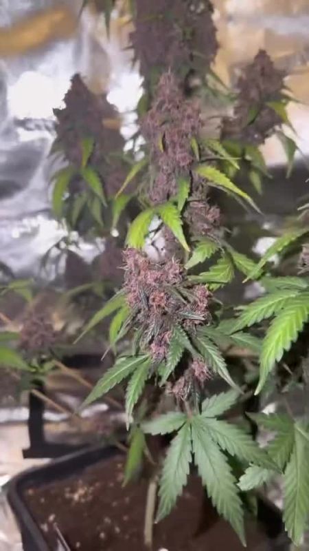Purple Lemonade Auto RF3 - Mid Flower Purple Buds by @og_greenfarms