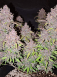 Instagram LSD-25 Auto