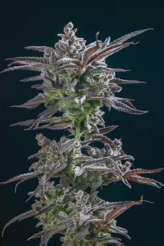 Strawberry Gorilla Auto Indoor Flowering Example for Beginner Growers