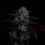 Instagram Banana Guava Auto™