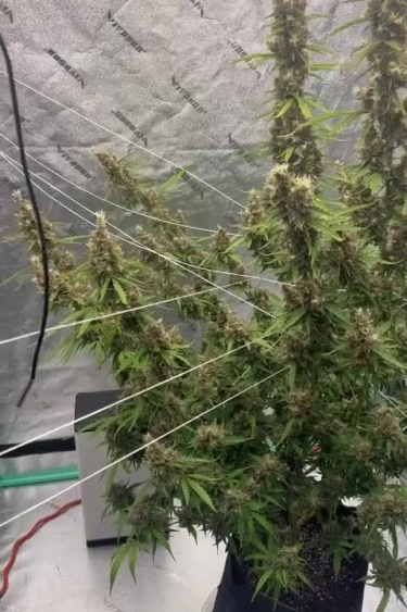 Amnesia Z Auto - How Tall Does It Get? Sat Stretch in the Tent