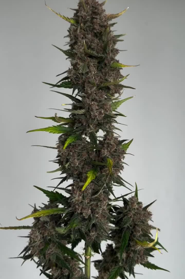 Papaya Cookies Auto - Extra Long Main Cola from Top to Bottom