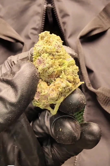 Forbidden Runtz Auto - Return Results and Bud Quality