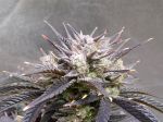 Instagram Banana Purple Punch Auto