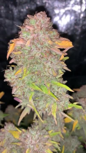 Gelato Auto - Tall Frosty Cola with Orange Pistils