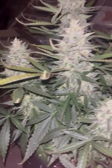 Blue Dream Auto - Frosty Cola and Sugar Leaves Close Up