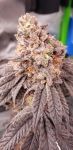 Instagram Papaya Sherbet™
