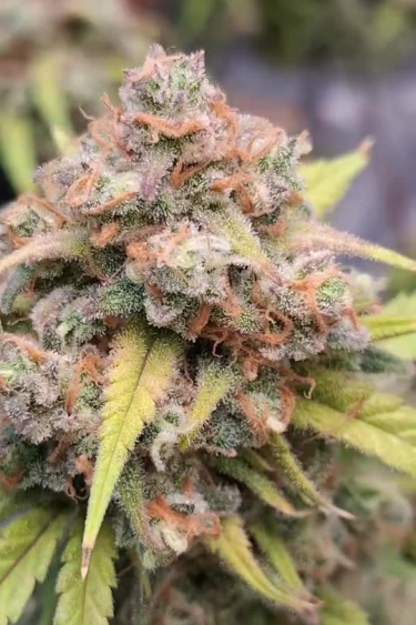 BubbleGum Auto - Bud Macro Close-Up and Full Plant View